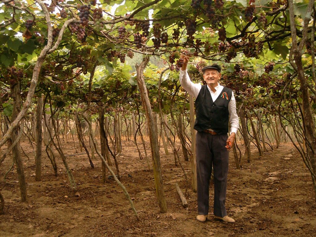 la producción de la uva y el vino, y 8