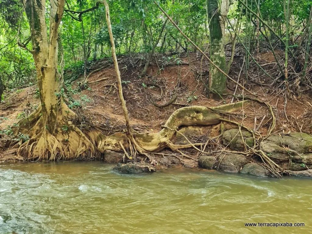 raiz-do-dinossauro-em-joao-neiva-2