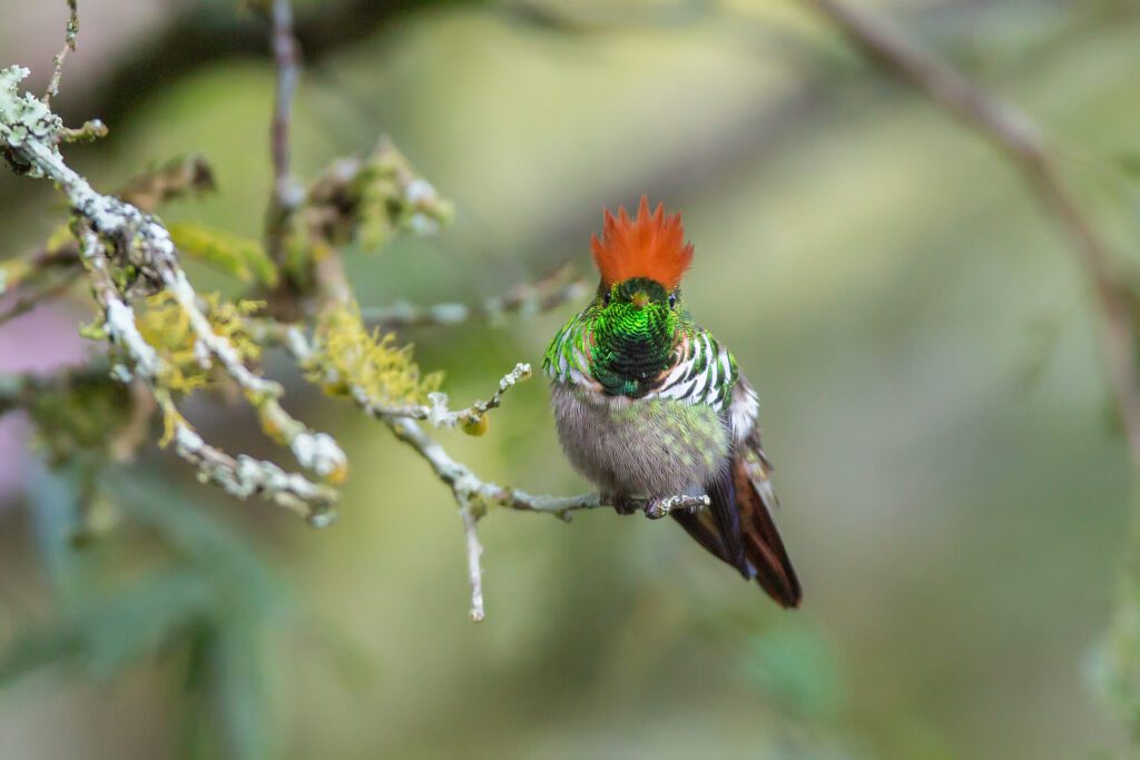lophornis magnificus, macho